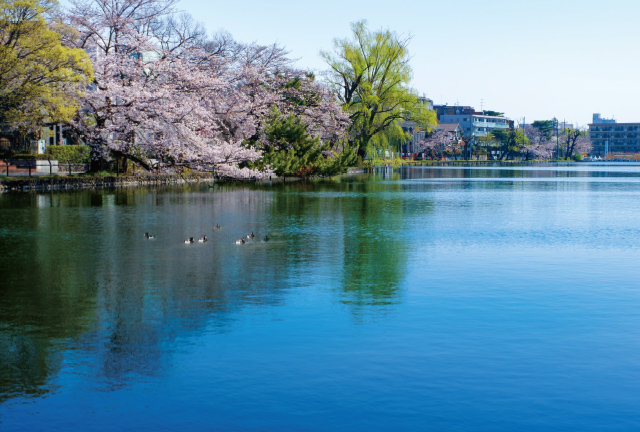 石神井公園（東京都練馬区）