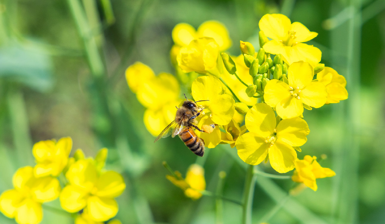 街と森、つながる暮らし(2)|銀座のミツバチが教えてくれること